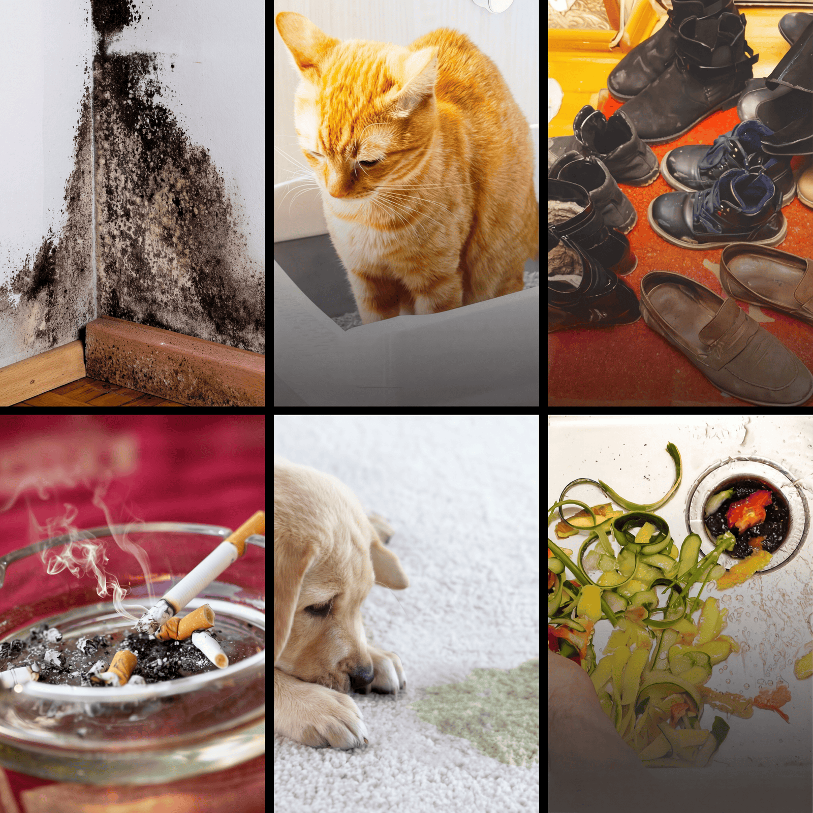 HarmoniaDivine™: Tu Escudo Total Contra las Amenazas Invisibles